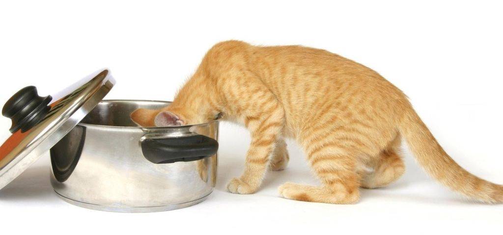 Рецепты натуральной еды для кошки