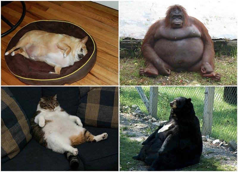 Самые толстые коты и кошки в мире: рейтинг рекордсменов и последствия ожирения