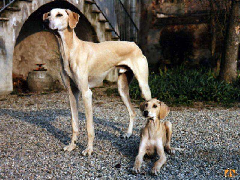 Описание породы собак азавак (африканская борзая) с отзывами владельцев и фото