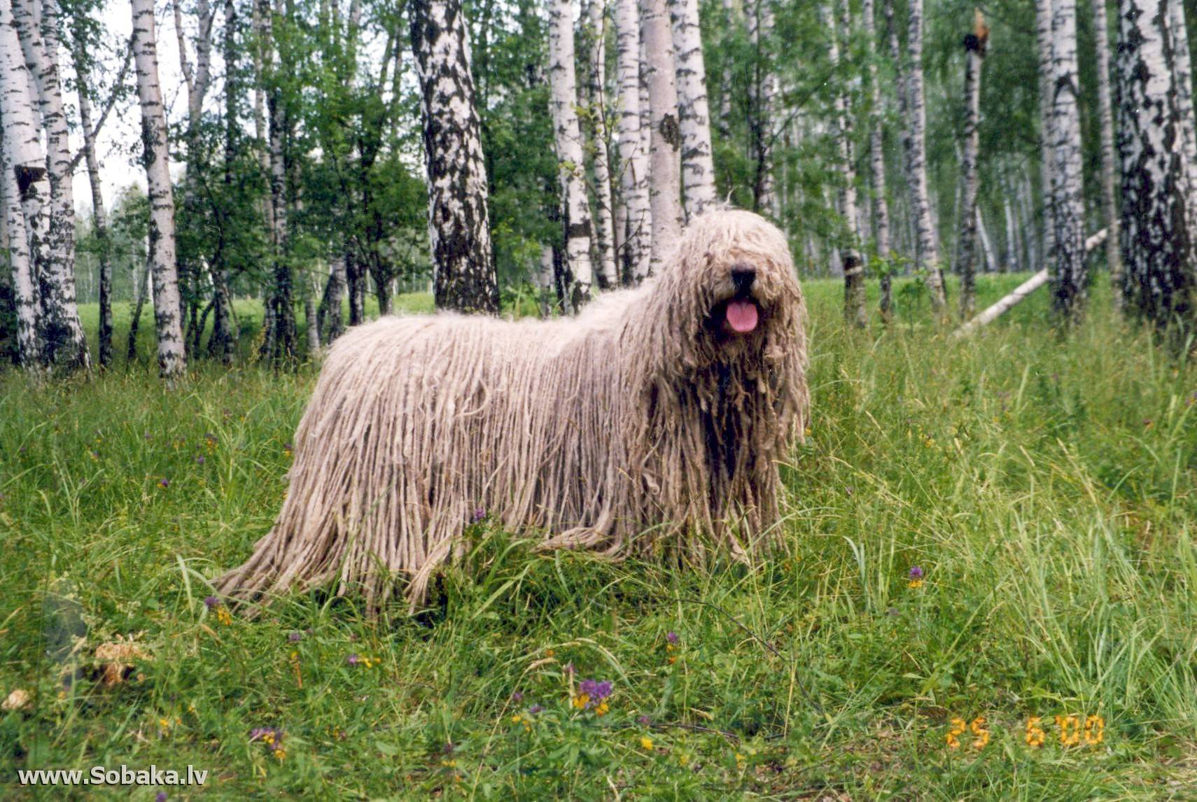 Венгерская овчарка комондор - фото и описание породы