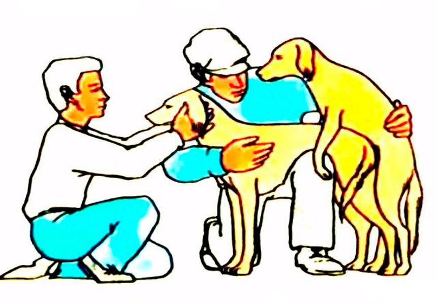 Беременность у собак , лечение ложной щенности, как проходит вязка собак и условия вязки