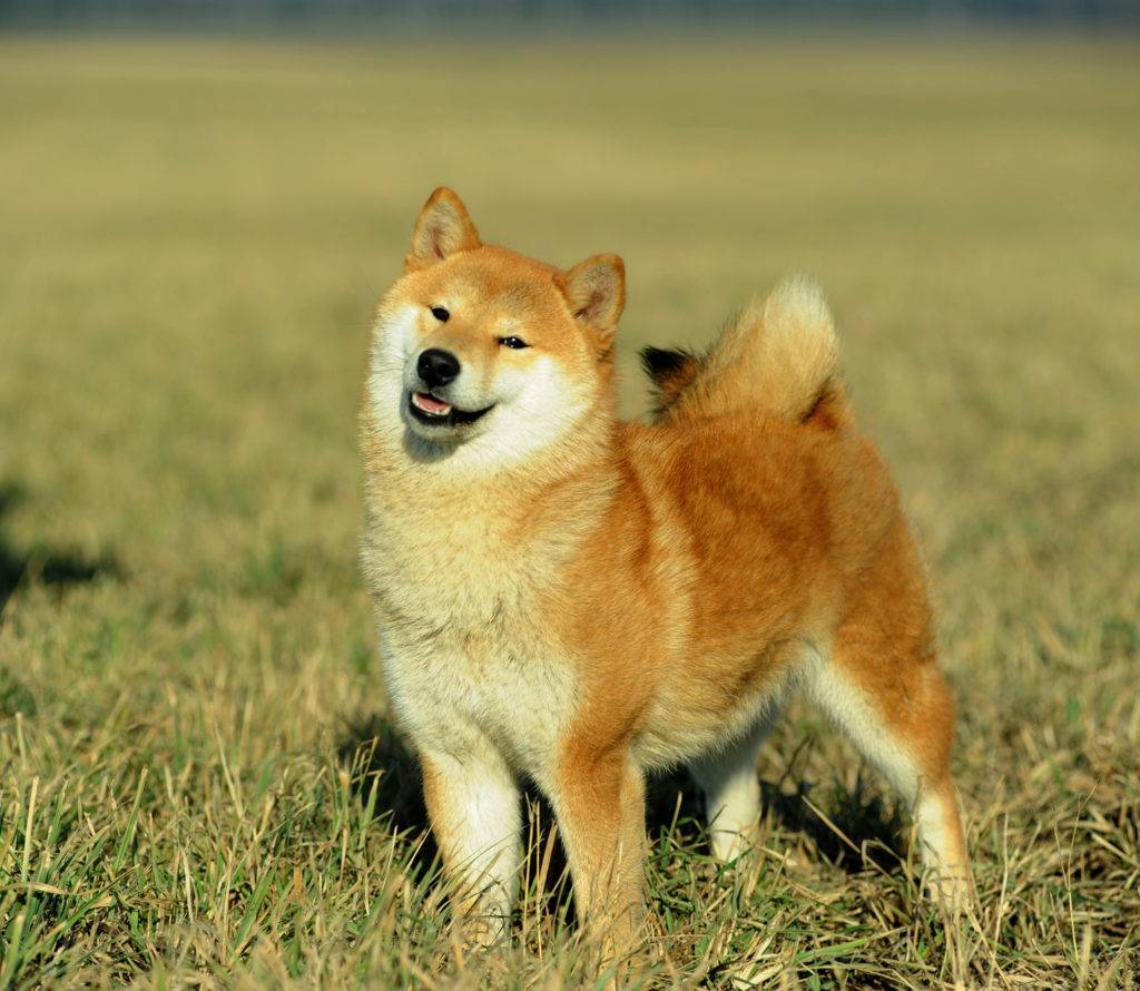 Японская порода сиба. Сиба ину. Сиба-ину породы собак. Шиба сиба ину порода собак. Дземон сиба.