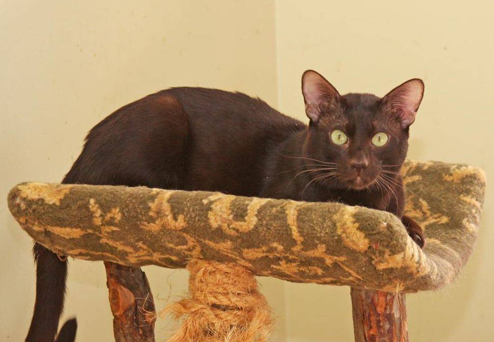 Гавана браун (havana brown, коричневая) кошка: подробное описание, фото, купить, видео, цена, содержание дома