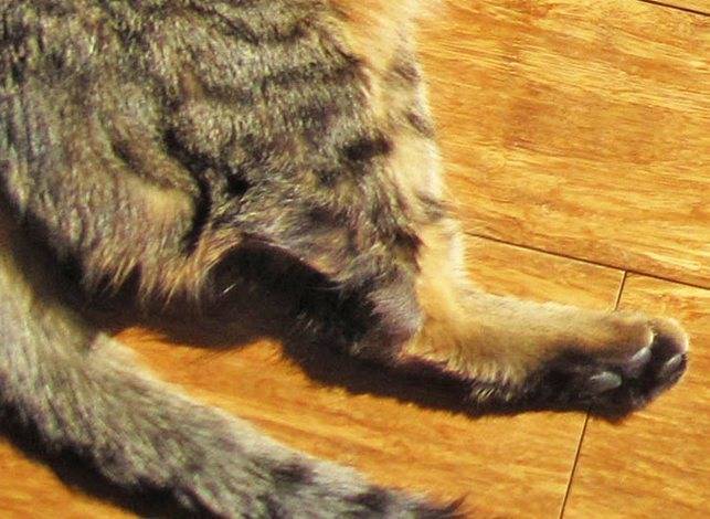 Асцит (водянка) у кошек - причины и лечение асцита брюшной полости в москве. ветеринарная клиника "зоостатус"