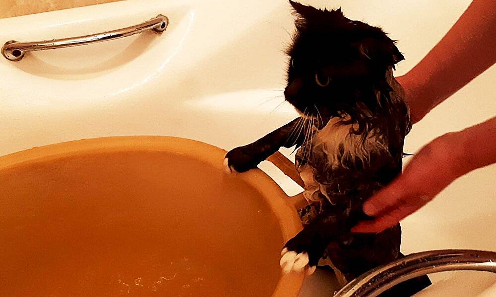 Как искупать кошку если она боится воды и царапается: эффективные способы и методы помыть питомца