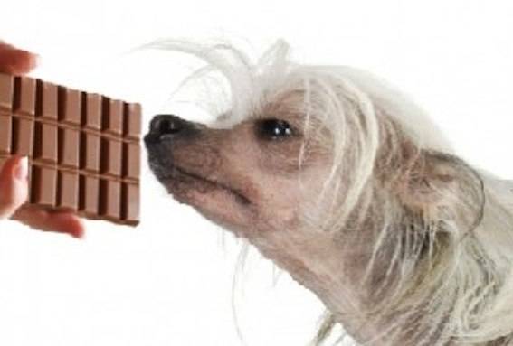 Шоколад яд для собак. или почему собакам нельзя шоколад