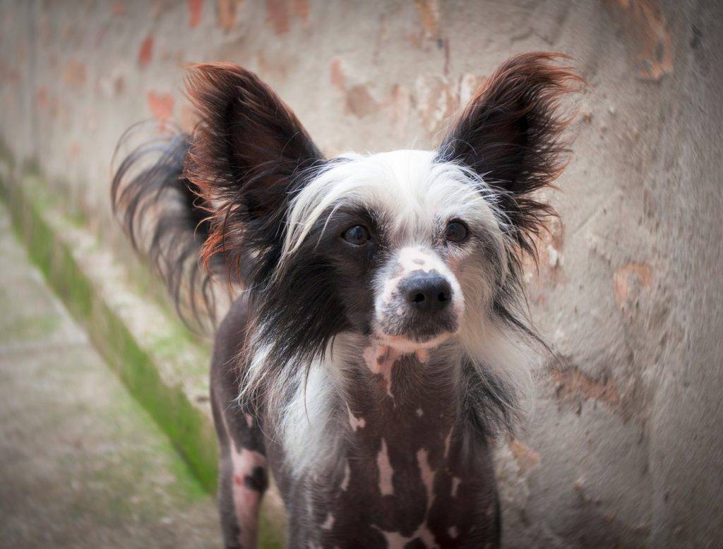 Китайская пуховая хохлатая — фото, особенности собак, уход за шерстью пуховок