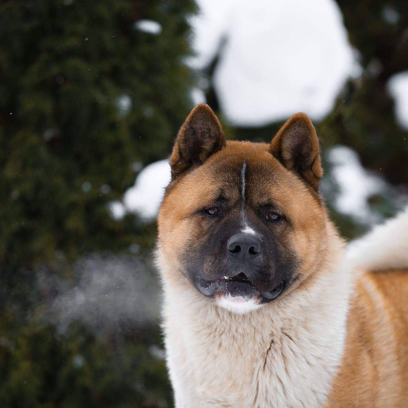 Американская акита (акита матаги или большая японская собака): фото, купить, видео, цена, содержание дома
