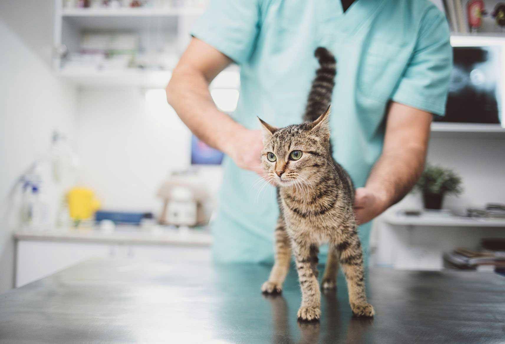 Когда можно кастрировать кота: лучший возраст для операции