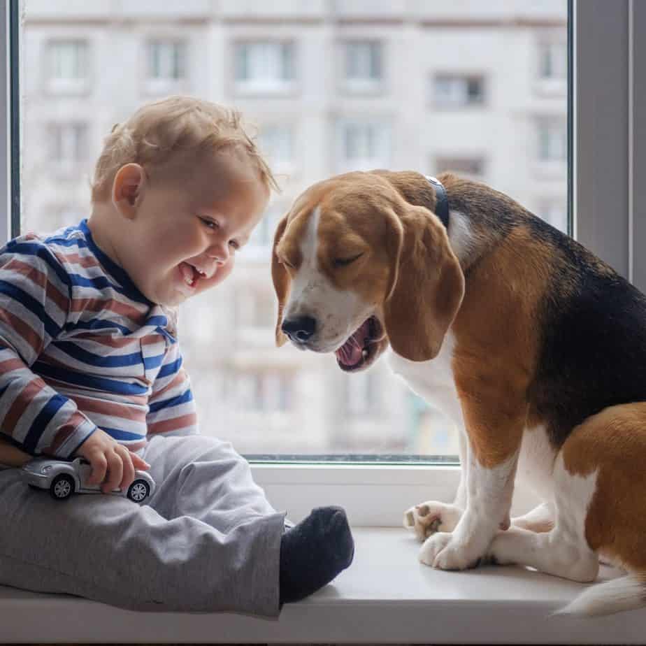 Собаки для детей: 20 лучших пород для ребенка
