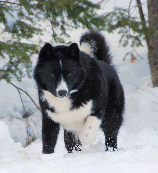 Карельская медвежья собака. описание, особенности, уход и цена породы