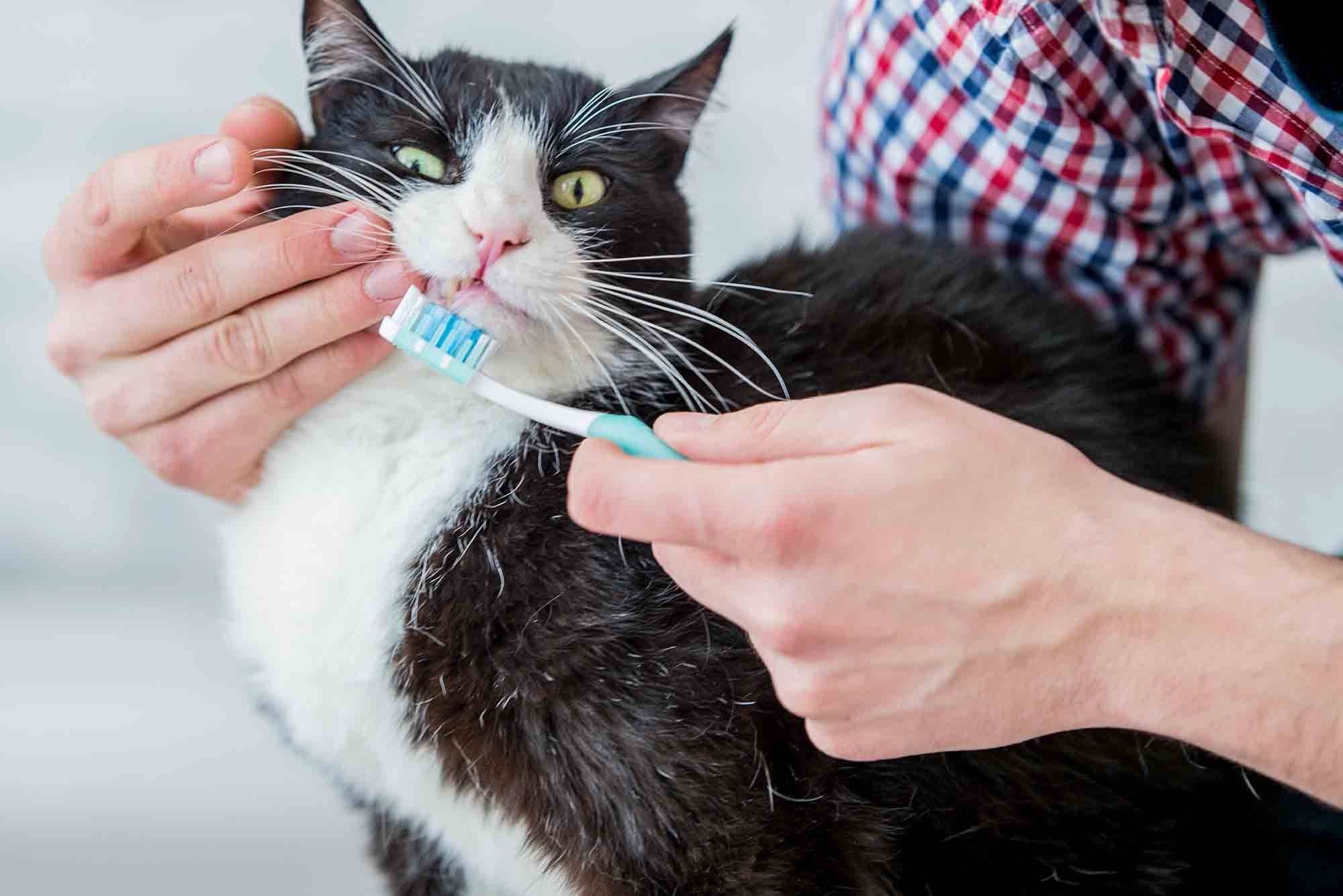 Сколько зубов у взрослой кошки и кота, как их почистить в домашних условиях, в том числе, чем чистить от образования зубного камня