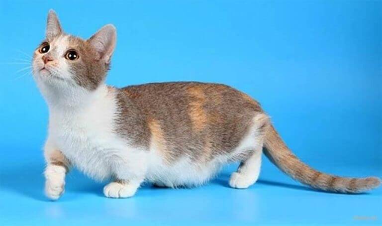 Короткошерстные породы кошек (75 фото): гладкошерстные породы котов с названиями. как вычесывать домашних котят разных пород?