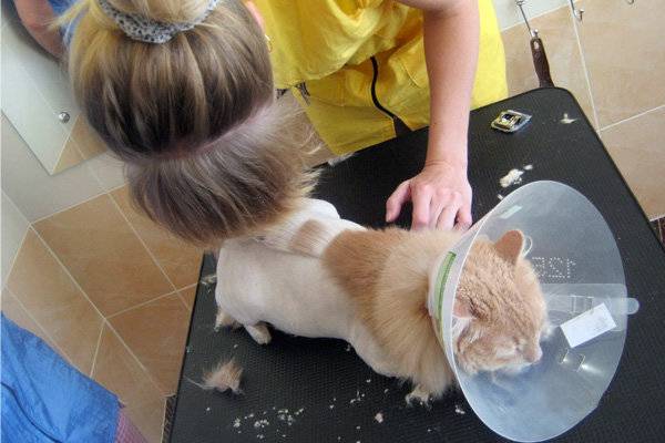 Как вывести блохи у домашней кошки: средства и методы