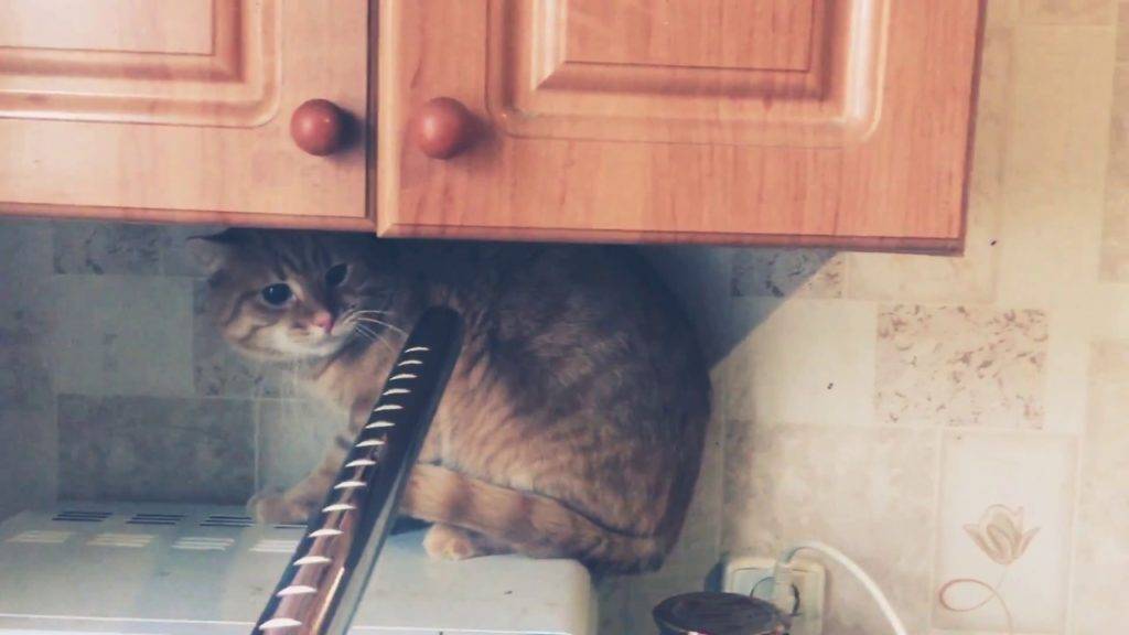 Почему кошка прячется в темные места
почему кошка прячется в темные места