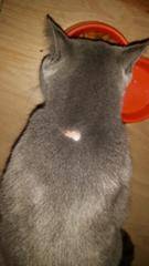 Выпадает шерсть клоками у кошки - возможные причины и особенности лечения