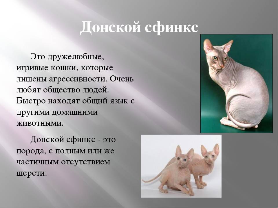 Сфинкс (52 фото): разновидности котов породы сфинкс. особенности характера египетского, донского и других видов. тонкости ухода за ними. отзывы владельцев