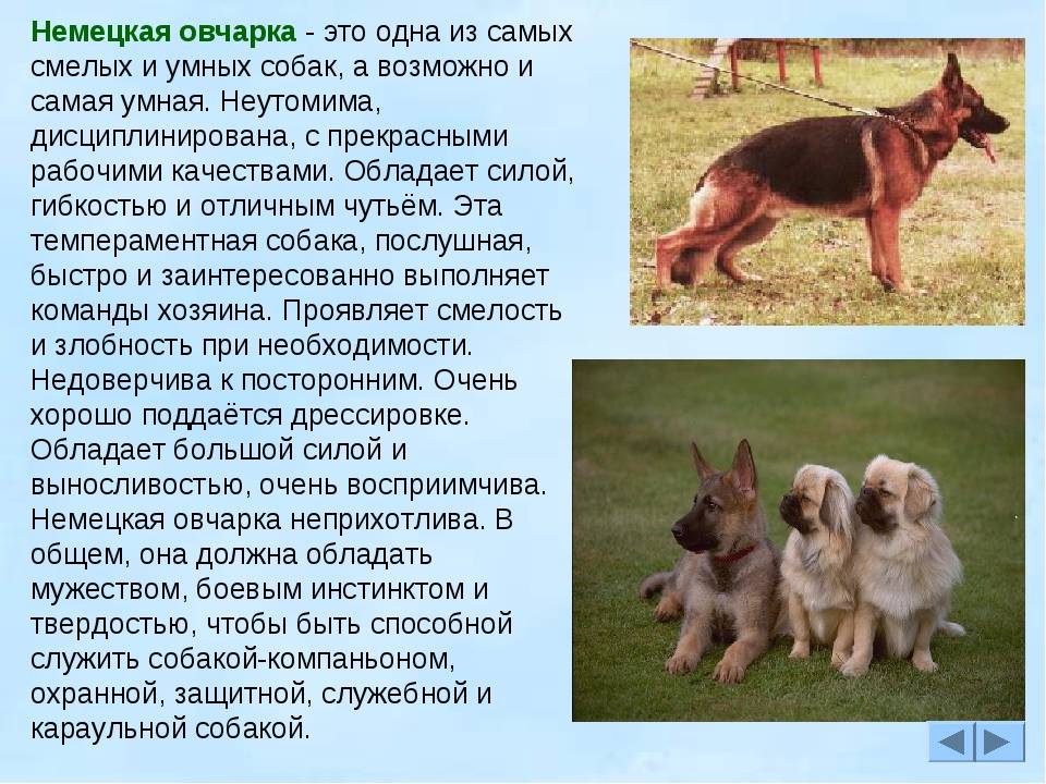 Английская овчарка: характеристики, фото и уход за породой