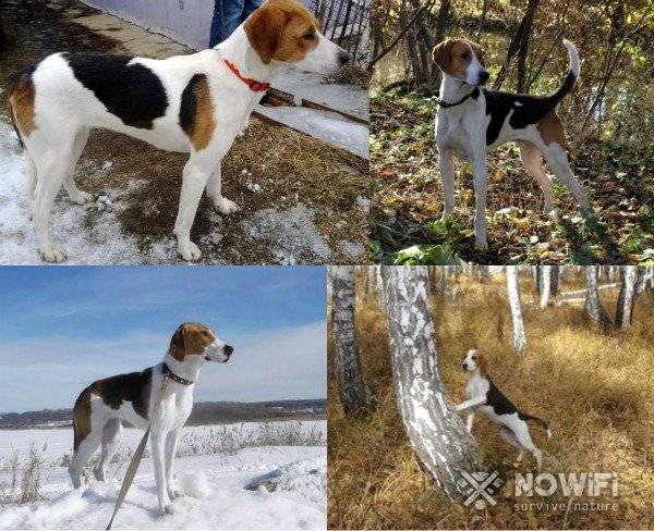 Русский гончий собака: внешний вид, характер, воспитание, охота, цена