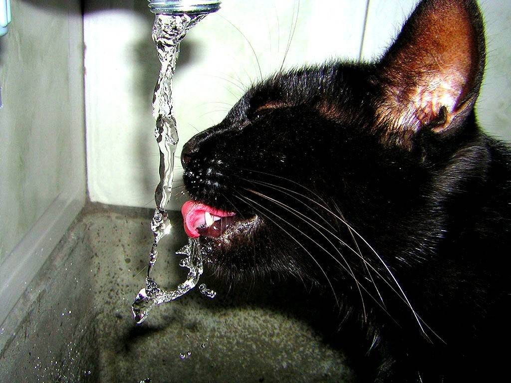 Почему кот не пьет воду?