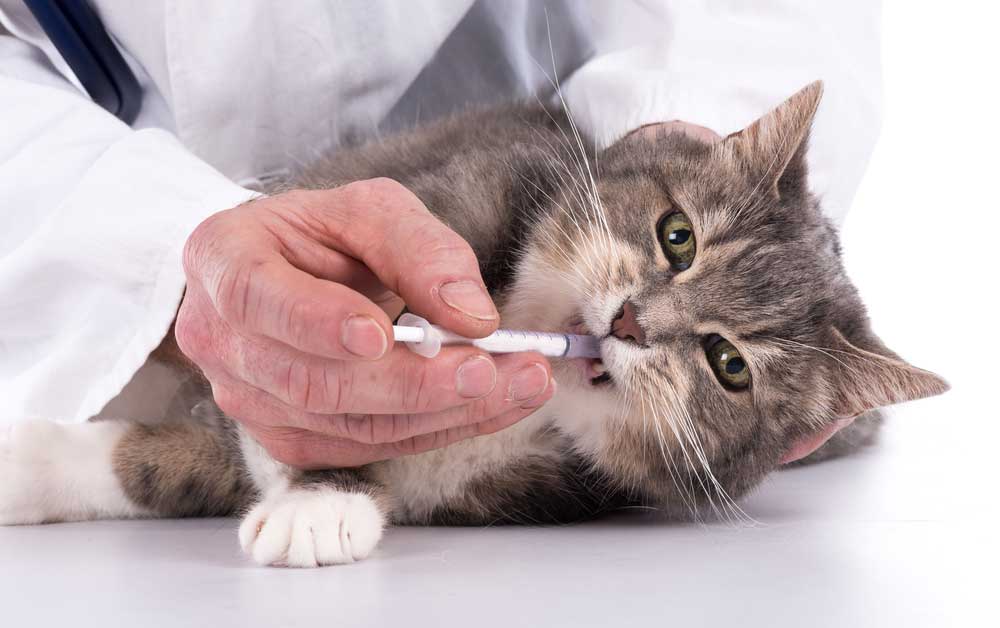 Вирусный иммунодефицит кошек - синдром приобретенного иммунодефицита у котов.