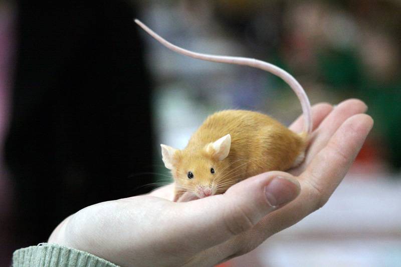 Что едят мыши: чем питаются в природе и в домашних условиях, чем кормить маленьких новорождённых мышат слепышей без матери, каких насекомых едят