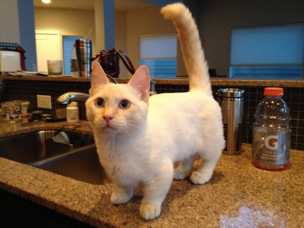 Манчкин — очень красивая коротколапая кошка. топ-100 реальных фото, отзывы, содержание, характер, окрас, цена котят