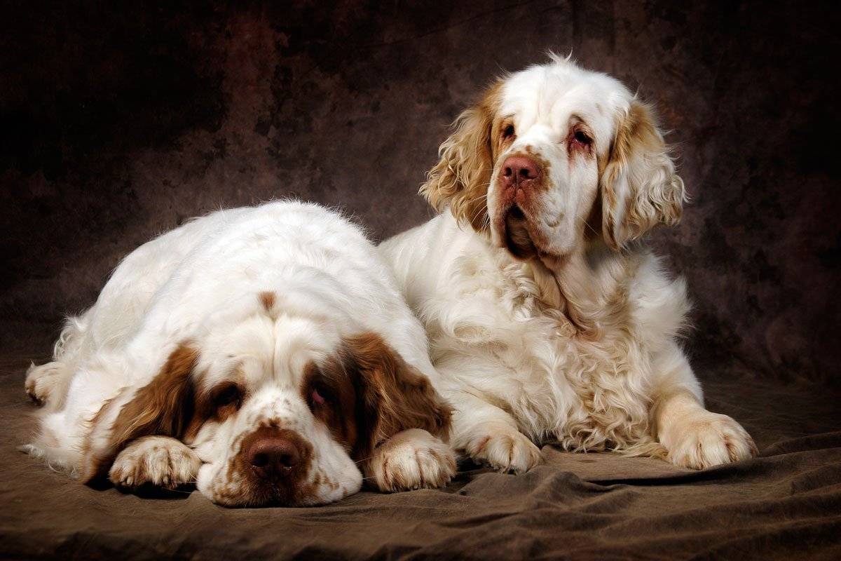 Кавалер-кинг-чарльз-спаниель: описание породы собак с фото и видео