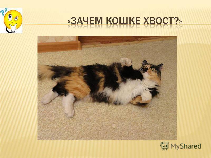 Зачем кошке хвост - троение хвоста кошки, генетические аномалии. | caticat.ru