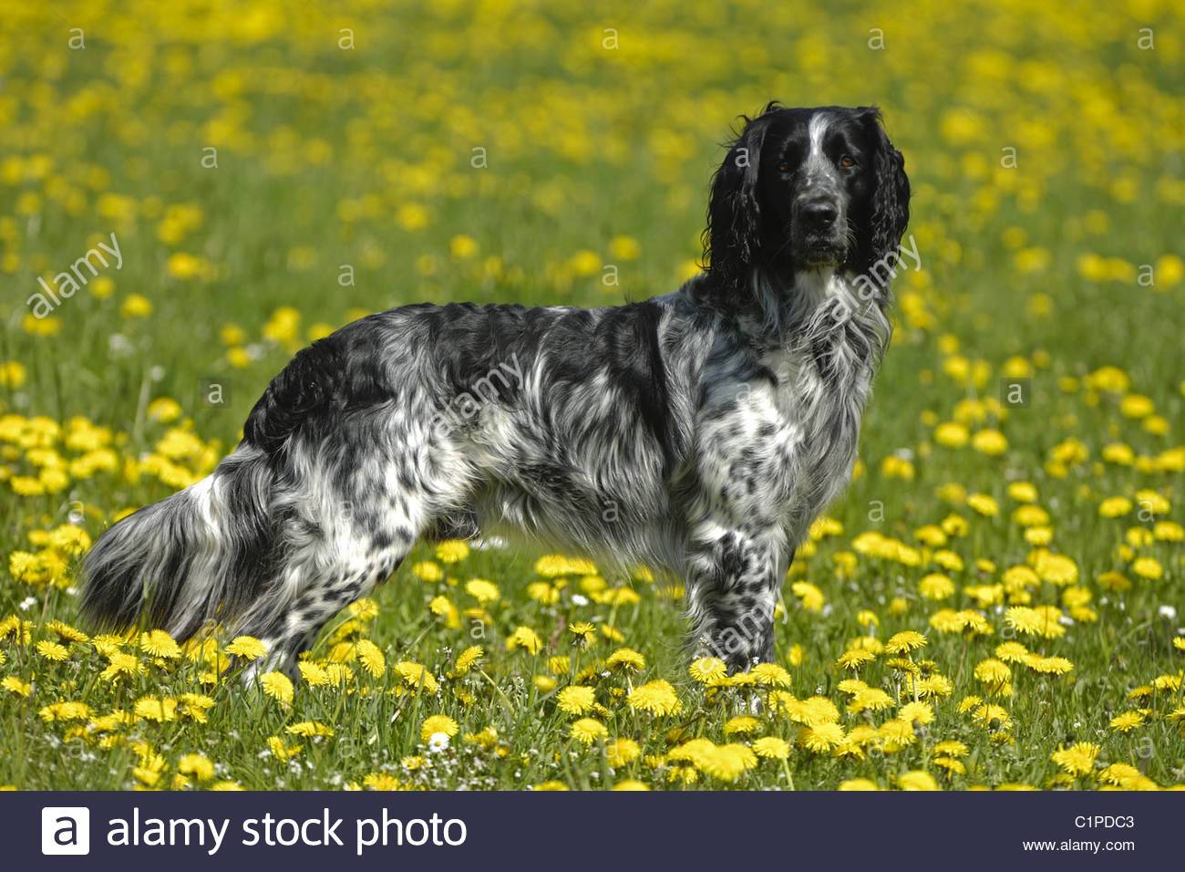 Большой мюнстерлендер: подробное описание породы, фото собак