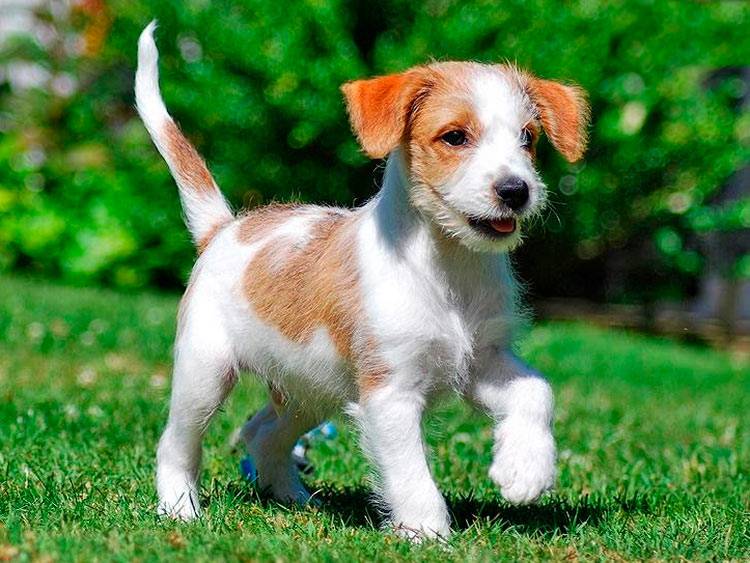 Интересное о малой греческой домашней собаке алопекис: стоимость щенка