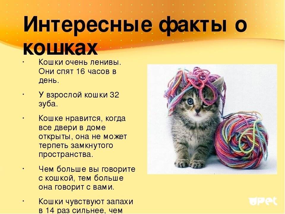 Интересные факты о кошках: самое удивительное