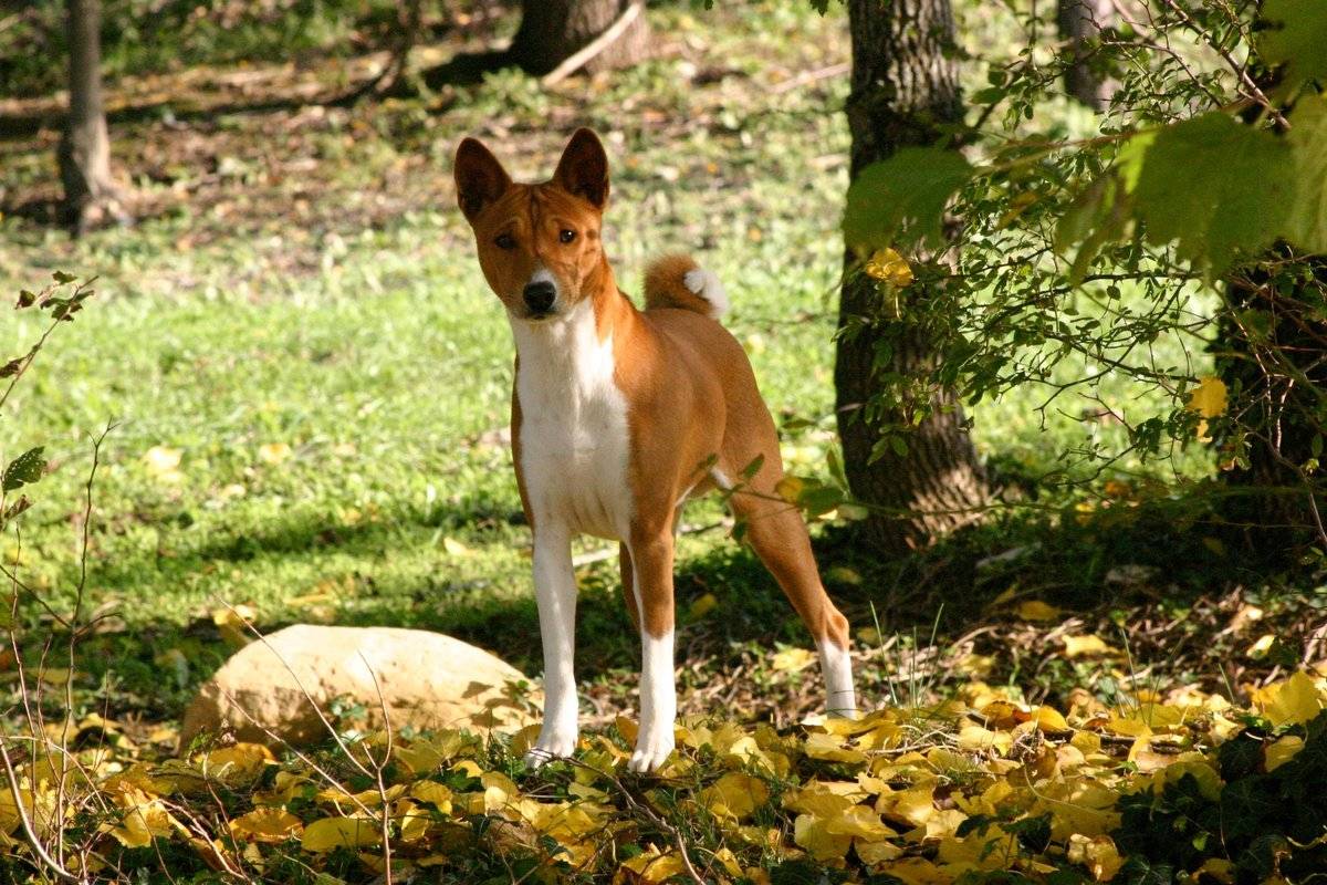 Африканская нелающая собака басенджи: описание породы, характеристика, внешние признаки и уход