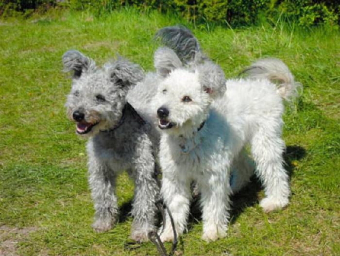 Белые собаки: популярные породы и особенности содержания - purina.ru