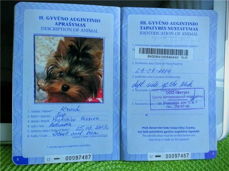 Образец заполнения паспорта кошки. как сделать и заполнить паспорт кошке, взрослой и беспородной, из личного опыта - в клинике