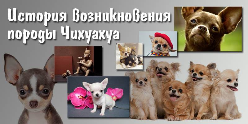Основные сведения о собаках породы чихуахуа: происхождение, внешний вид, характер