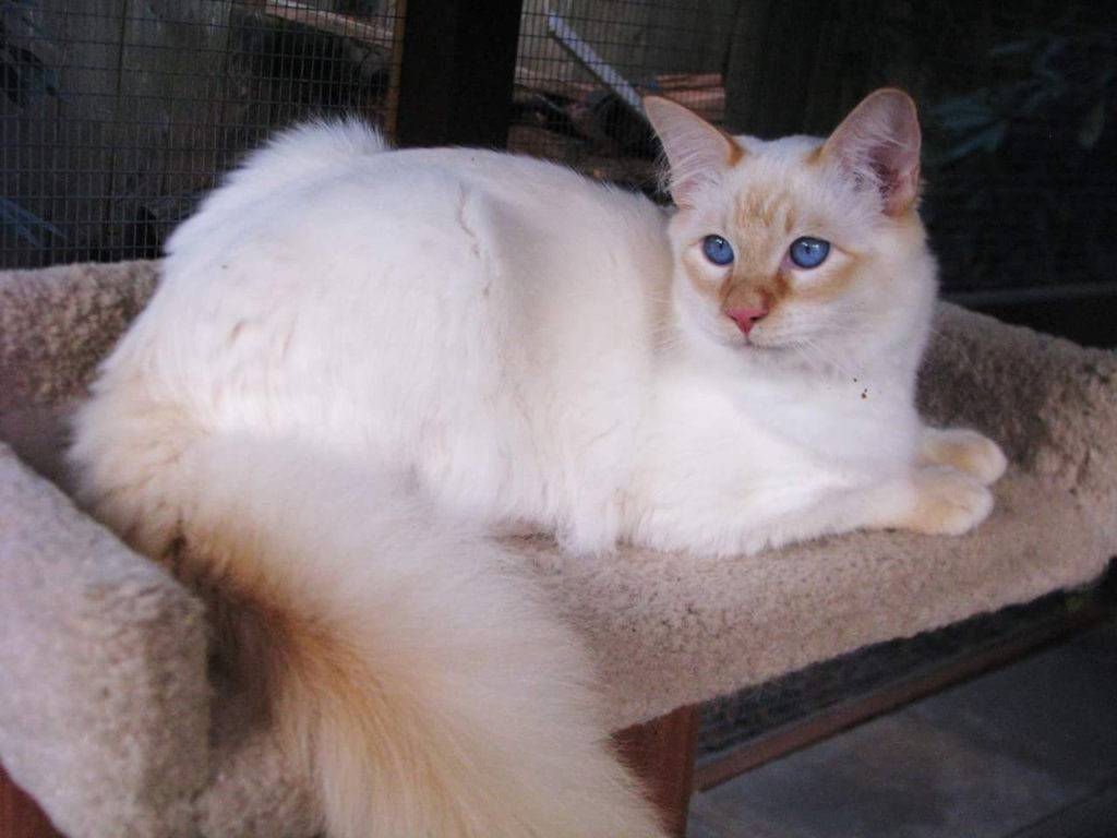 Кошка балинезийская (фото): длинношерстная родственница сиамов