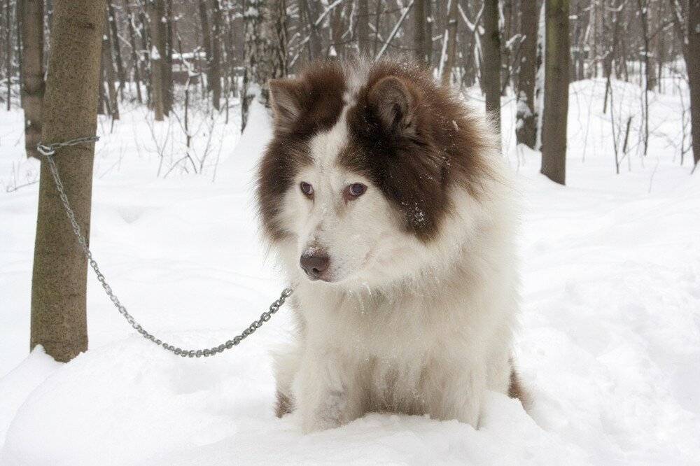 Ездовые породы собак