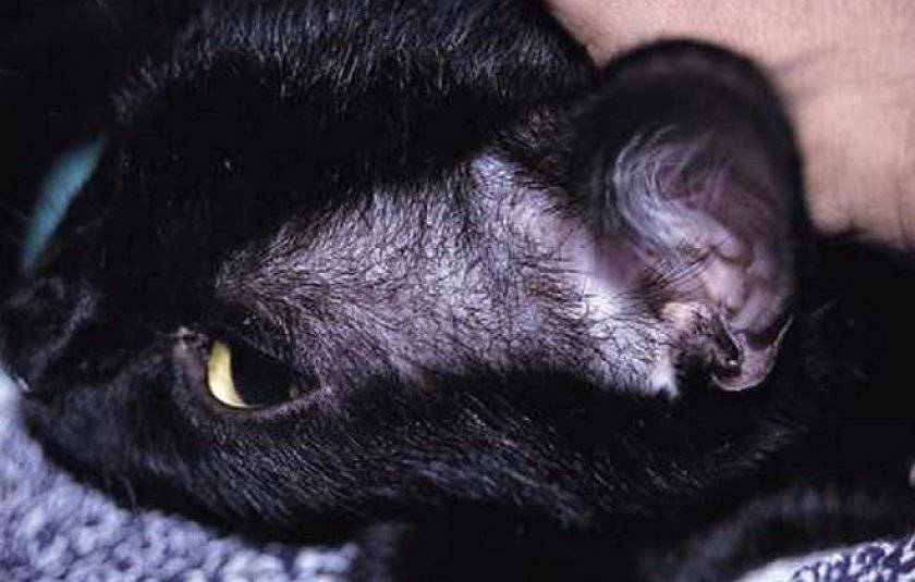 Симптомы: почему у кошки выпадает шерсть – возможные причины и методы лечения.