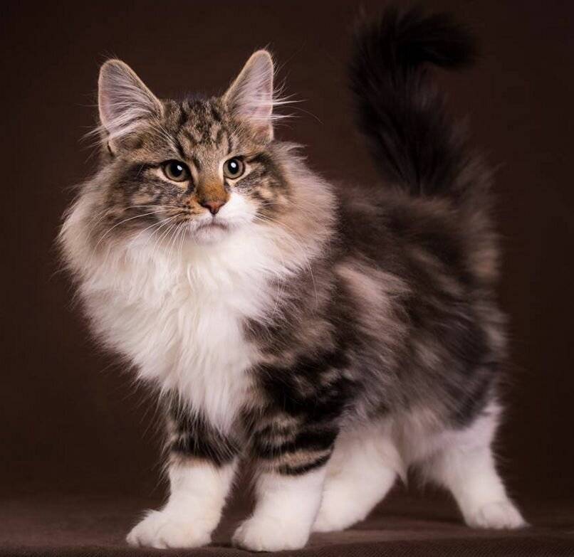Норвежская лесная кошка - описание породы, характер, фото и цена котенка