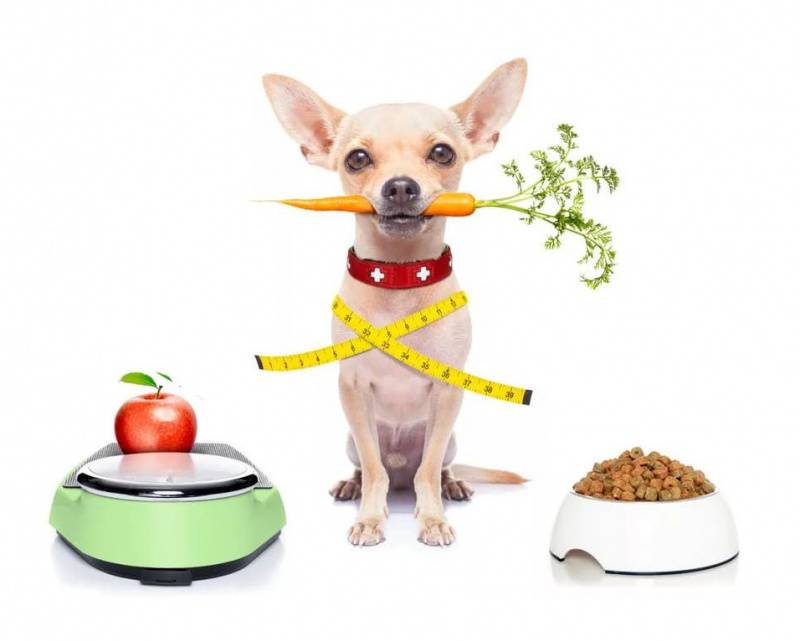 Как и чем кормить щенка чихуахуа: промышленное или натуральное питание, витамины и добавки