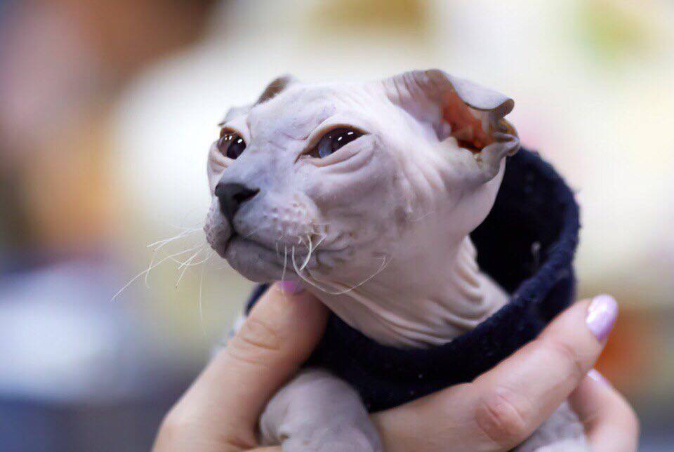 Вислоухая порода кошек без шерсти украинский левкой, фото и описнание