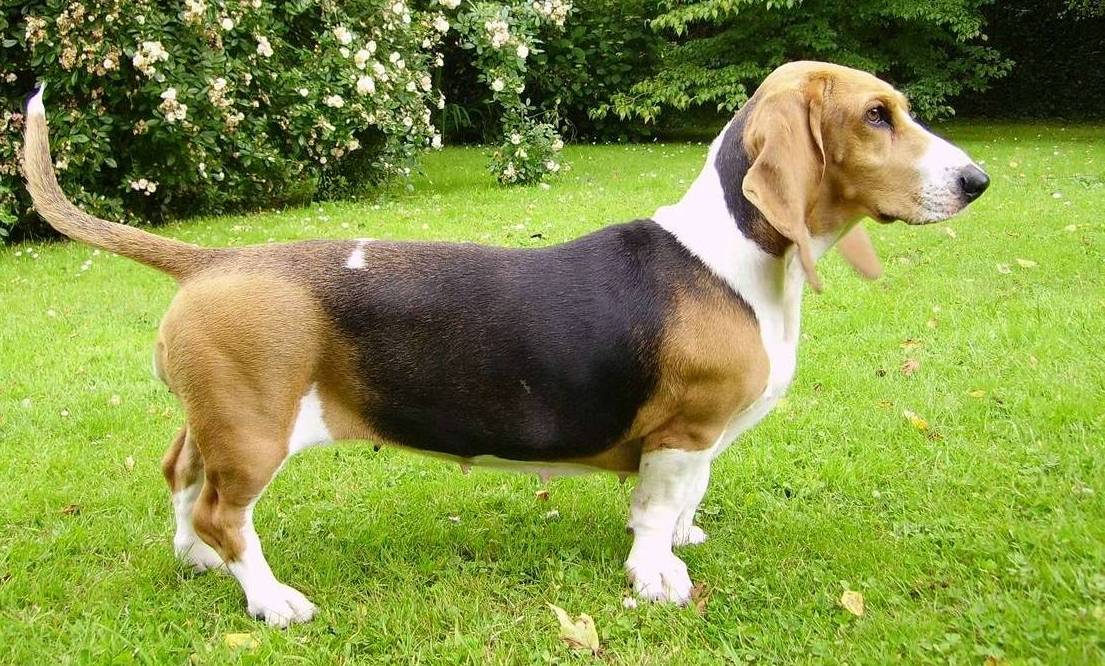 Собаки породы бассет артезиано-нормандский, характерные особенности, история происхождения и стандарты породы