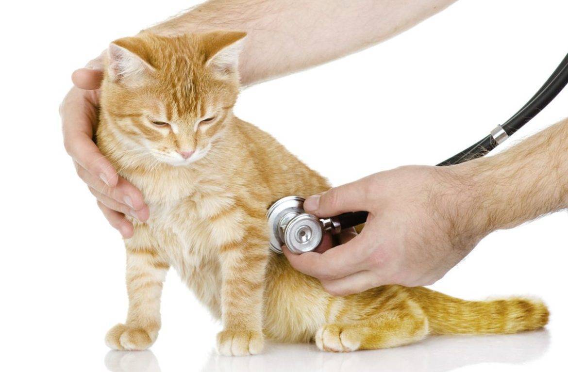 Цистит у кошек: симптомы, диагностика, лечение, профилактика  | блог ветклиники "беланта"