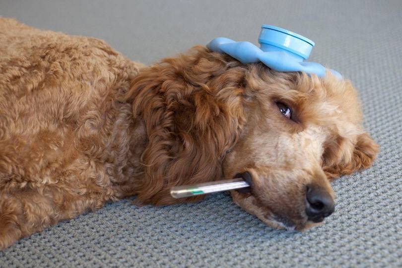 Как подстричь собаке когти в домашних условиях правильно