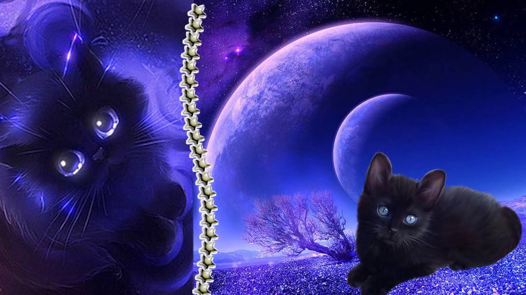 Почему у кошки светятся глаза в темноте? — surwiki