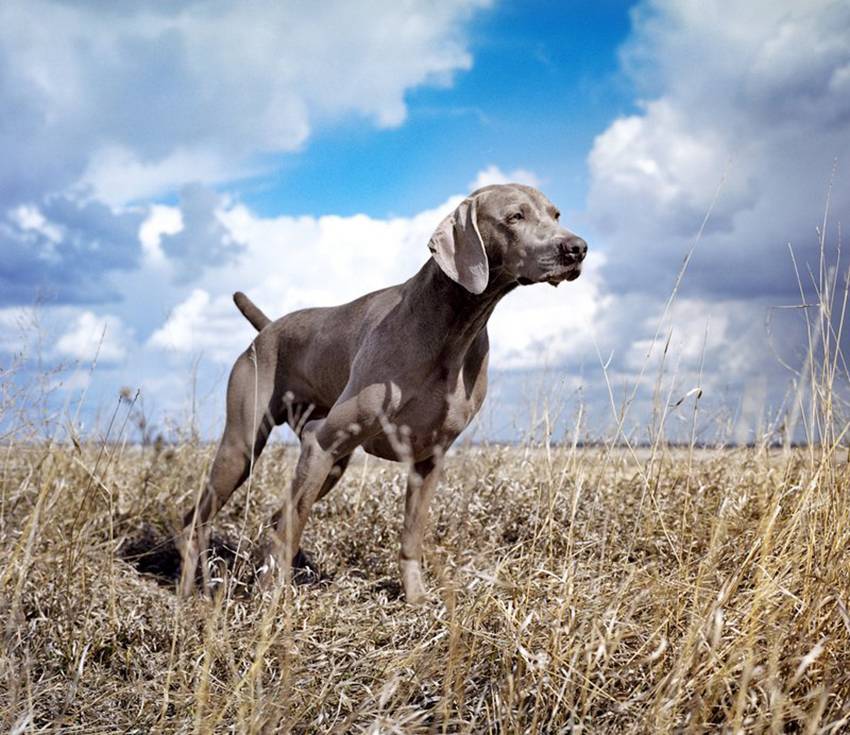 Веймаранер — описание породы и характер собаки