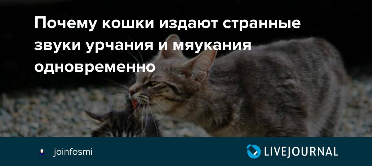 Почему кот постоянно мяукает и орет: разберемся в этих причинах - kupipet.ru