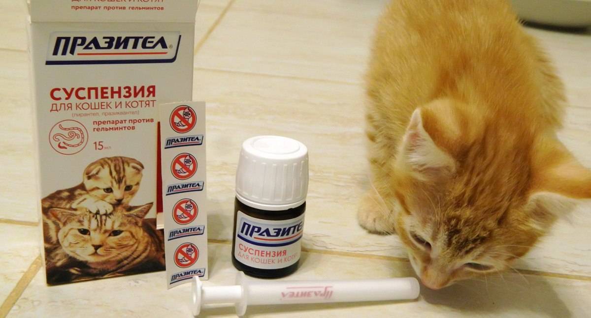 Как правильно глистогонить котёнка с помощью препарата празител | нпк "скифф"