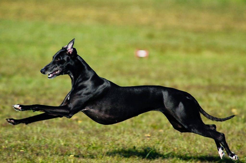 Топ-10 самых быстрых животных в мире